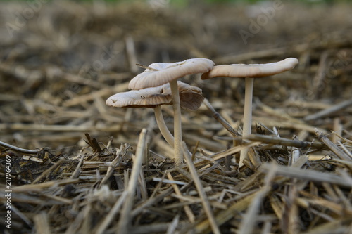 Mushrooms in the natural environment