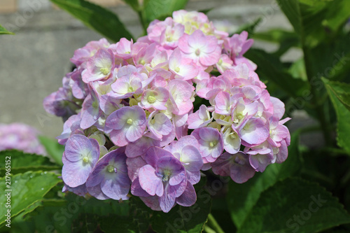 ６月に咲く紫陽花の花