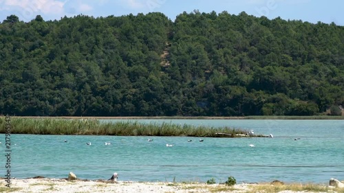 Birds Seacoast Croatia