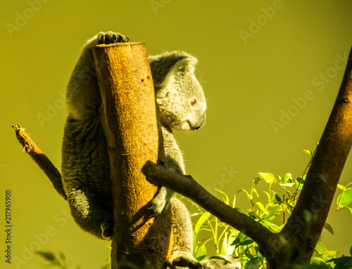 Naive koala in Changlong zoo, Guangzhou, China photo