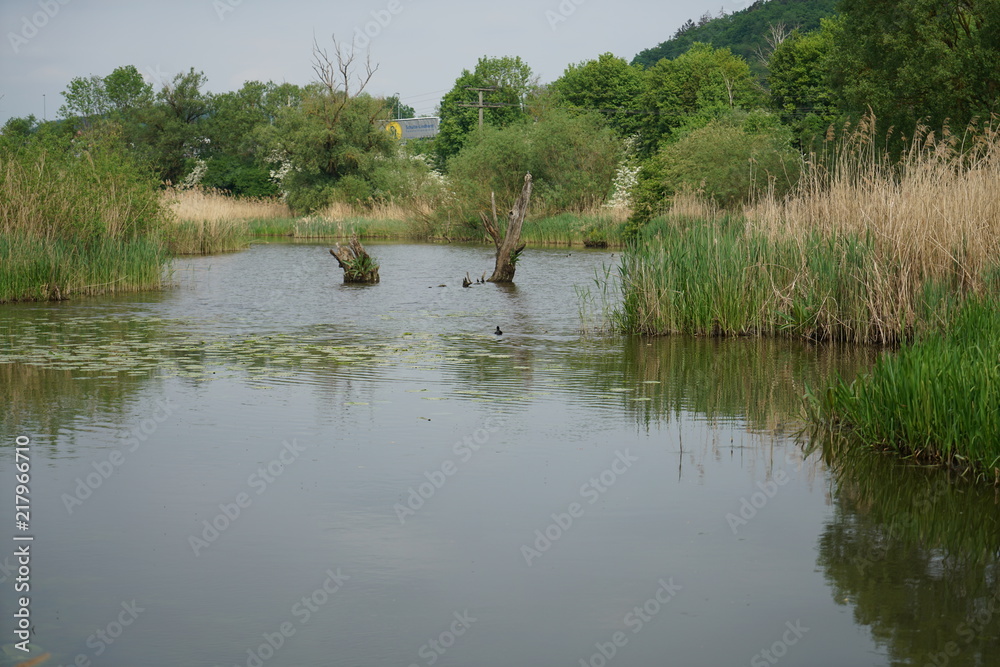 Backwater on the Danube in Germany are valuable nesting grounds for rare birds and fish Backwater, 
