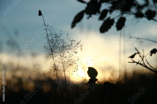Fototapeta Naklejka Na Ścianę i Meble -  Grass blades at the sunset