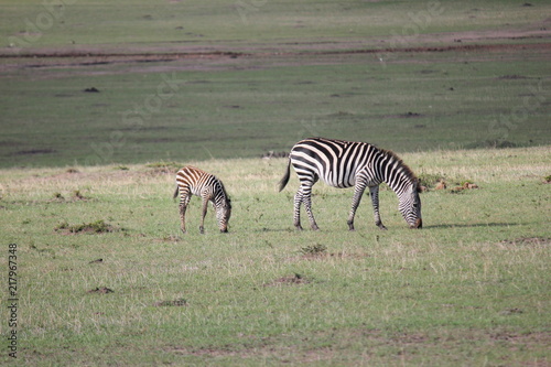                           zebra   zebras