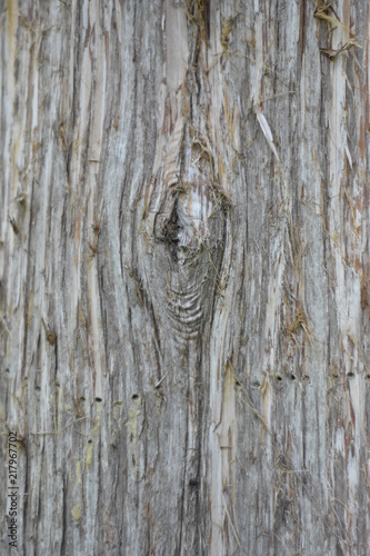 Texture tree bark