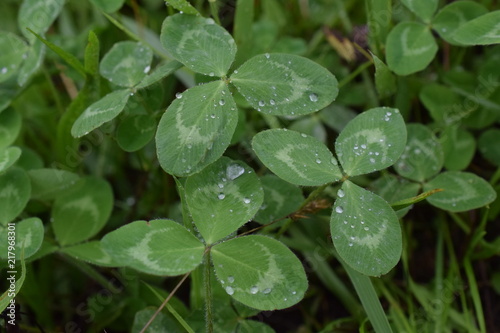 Clover with rain drops