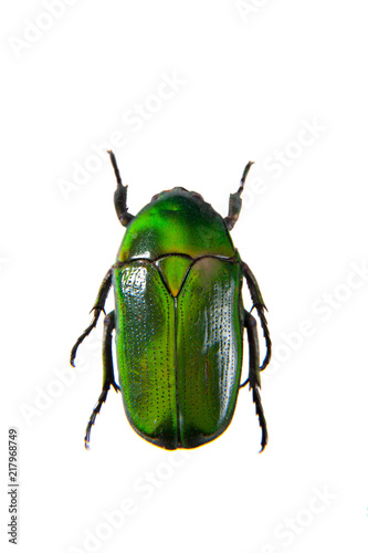 Green beetle on the white background © Farinoza