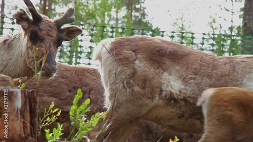 Flock Of Beautiful Nordic Reindeer In Forest During Summer. North OF Sweden. photo