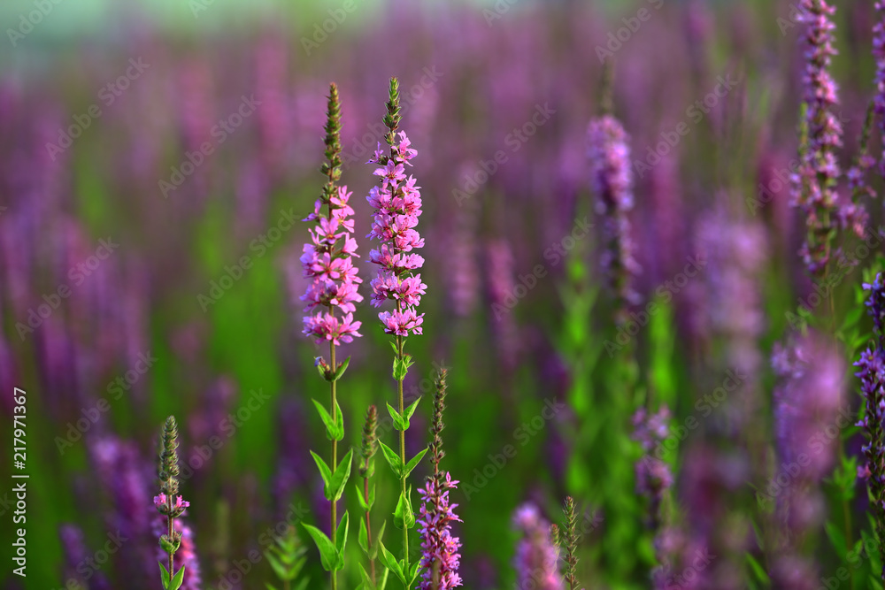 Obraz premium The beauty of the lavender