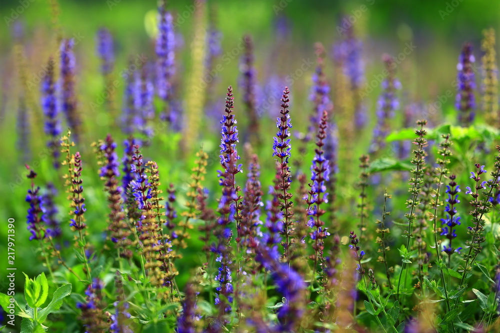 Naklejka premium The beauty of the lavender