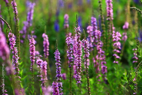 The beauty of the lavender