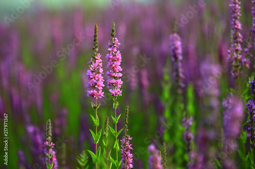 The beauty of the lavender