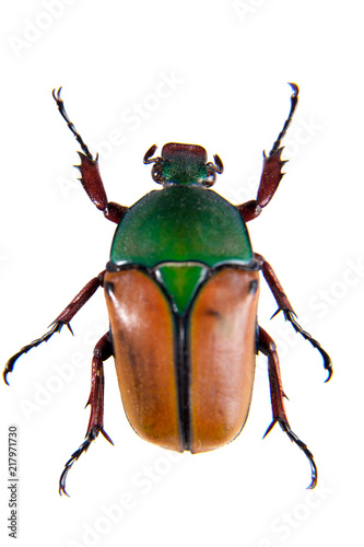 The beetle on the white background