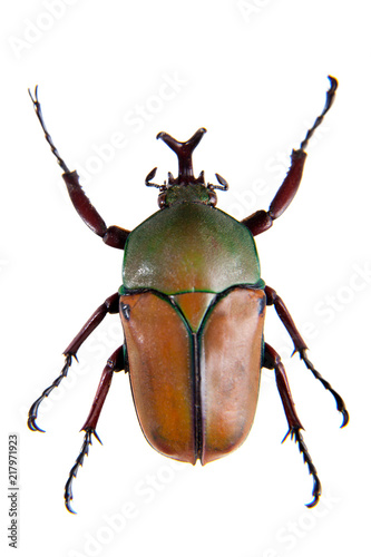 The beetle on the white background