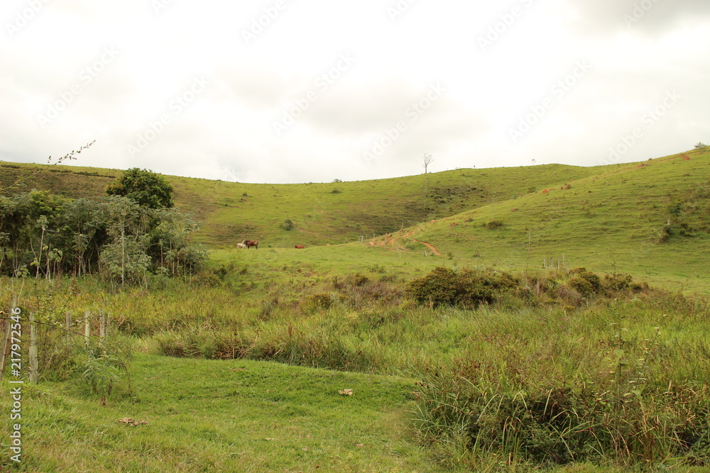 Fototapeta premium Nature of Brazil