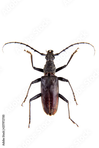 The Pine sawyer beetle on the white background