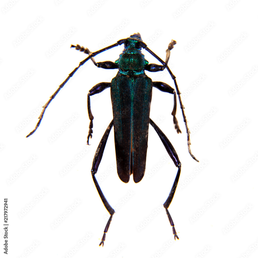 The Pine sawyer beetle on the white background