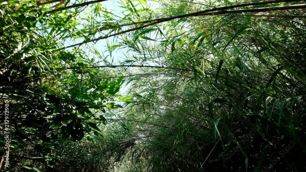 Walk through bushy path, glide shot, exotic plants around. Walk through bushy path, glide shot, exotic plants around.