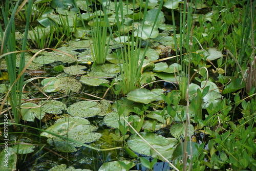 Backwater on the Danube in Germany are valuable nesting grounds for rare birds and fish Backwater    