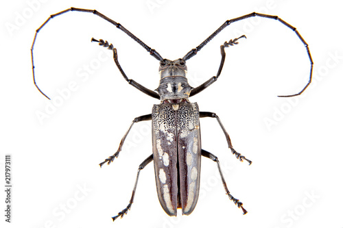 The Pine sawyer beetle on the white background