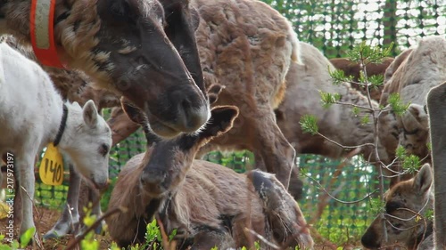Flock Of Beautiful Nordic Reindeer In Forest During Summer. North OF Sweden.