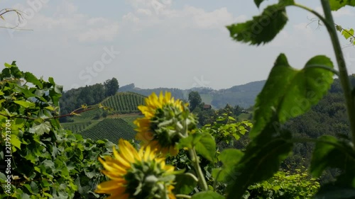 Panoramic Vineyard with Grapevine and Sunflower in Styria Austria 4K on Slider photo