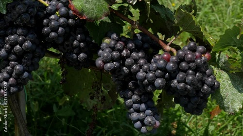 Blue Grapes on Grapevine at Vineyard in Styria Austria 4K on Slider photo