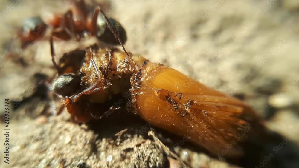 The ant workers are trying to split the prey into half