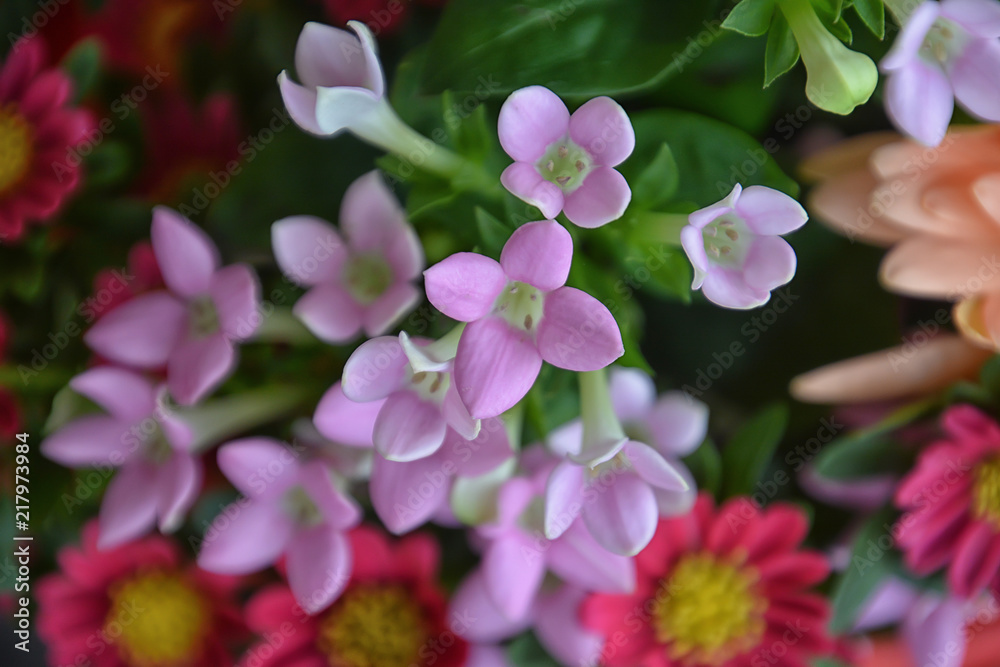 Bouvardia and Aster, the flowers to use for a bouquet Bouvardia and Aster, the flowers to use for a bouquet