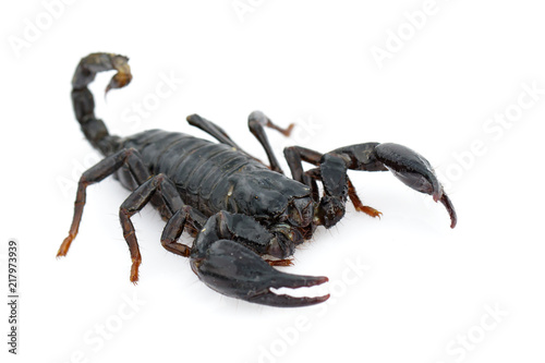 Image of emperor scorpion (Pandinus imperator) on a white background. Insect. Animal.
