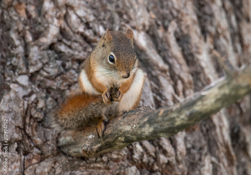 Red Squirrel in Acadia National Park © Harry Collins
