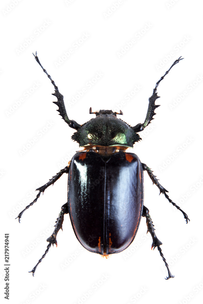 Arlequin beetle on the white background Arlequin beetle on the white background