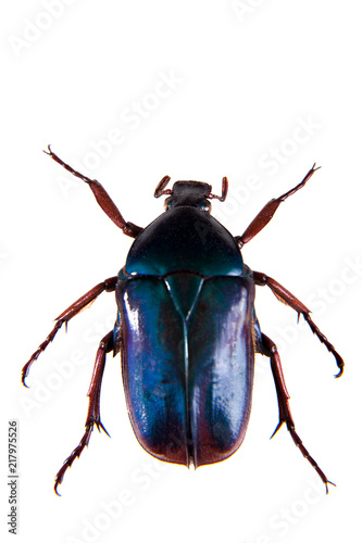 Blue beetle on the white background © Farinoza