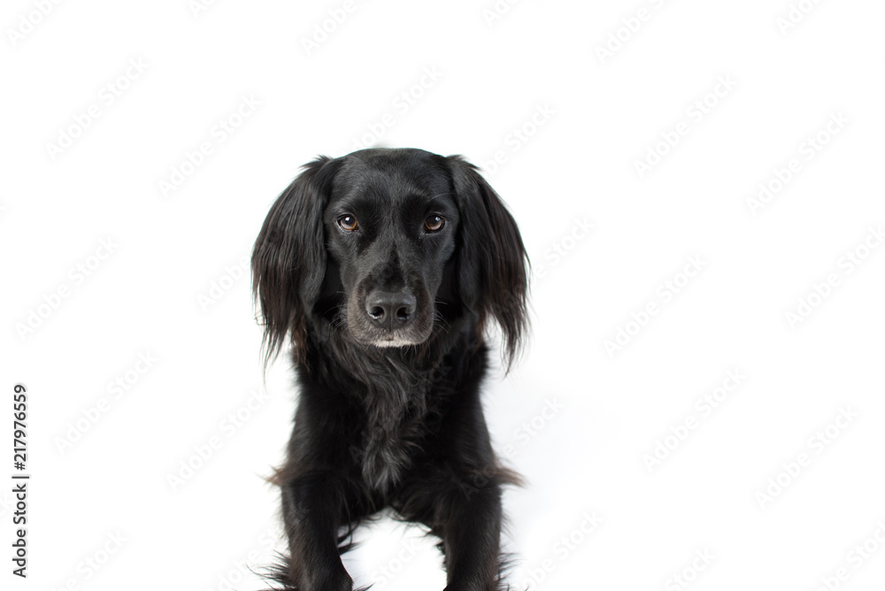 Black Lab Mix isolated on white background with fuzzy ears looking at camera Black Lab Mix isolated on white background with fuzzy ears looking at camera