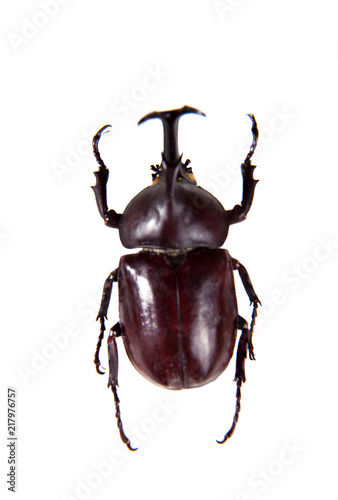 Rhinoceros beetle on the white background