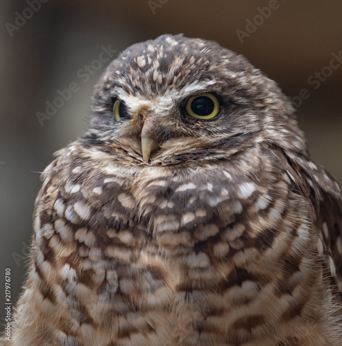 Eastern Screech Owl Portrait