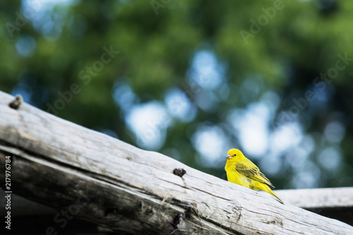 Passaro amarelo, canarinho da terra photo