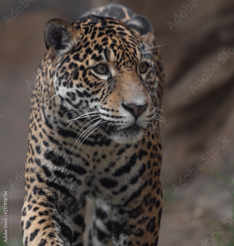 Fototapeta Naklejka Na Ścianę i Meble -  Jaguar in a Zoo