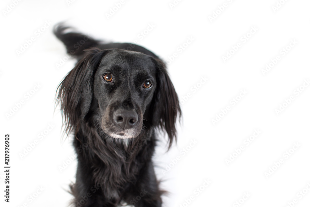 Black Lab Mix isolated on white background with fuzzy ears looking at camera