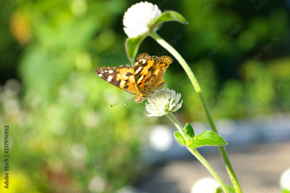 Tokyo,Japan-August 15, 2018: small copper - Lycaena phlaeas - is picking white clover flower's nectar in Tokyo
Tokyo,Japan-August 15, 2018: small copper - Lycaena phlaeas - is picking white clover flower's nectar in Tokyo