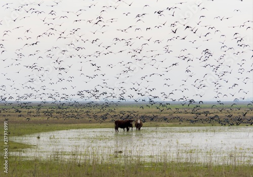 Tres vacas y no se cuantas aves photo