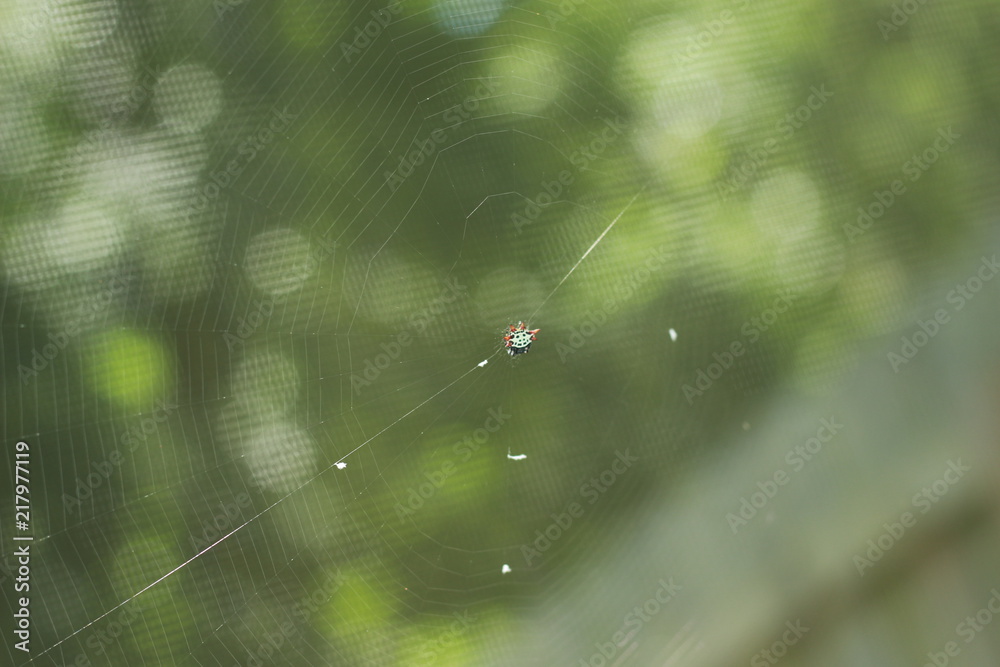 Crab Spider in his Web Crab Spider in his Web