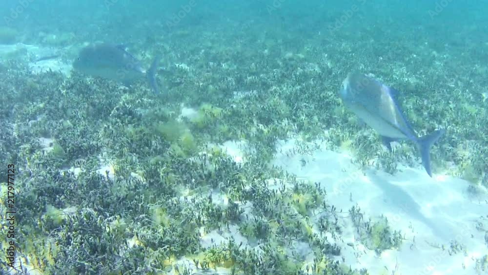 Following two Bluefin Trevally in the shallow water of Muri Lagoon Rarotonga.