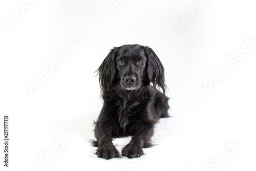 Black Lab Mix isolated on white background with fuzzy ears looking at camera © Tanya