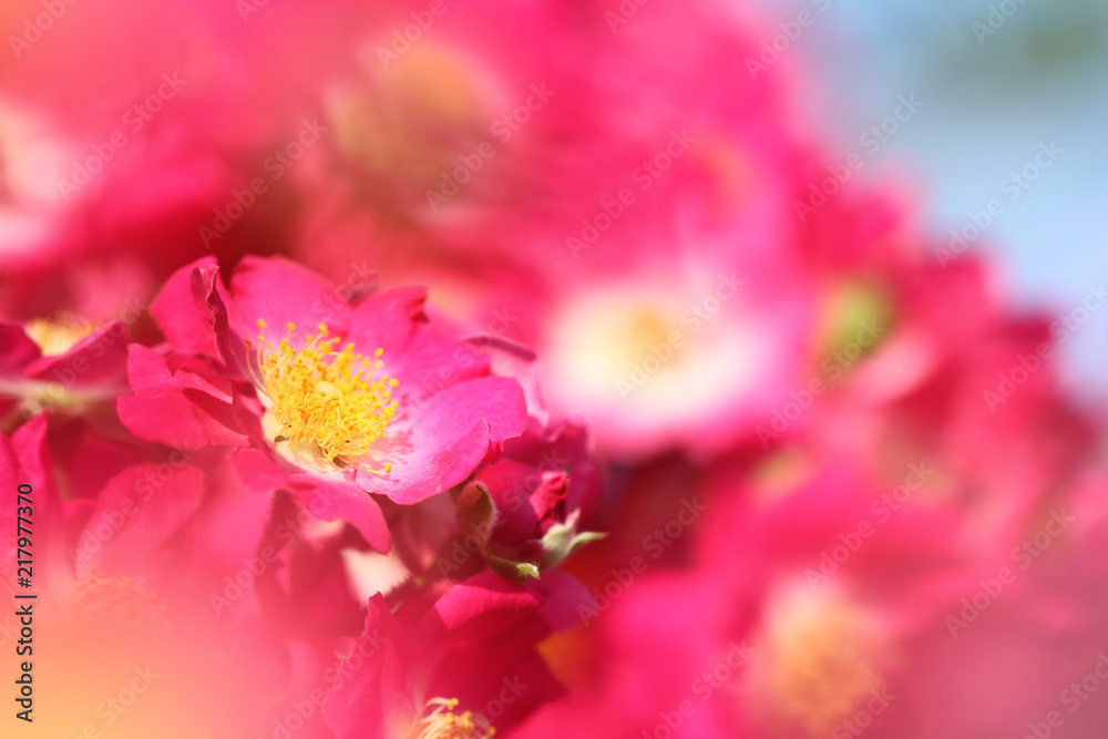 feature of pink rosebush