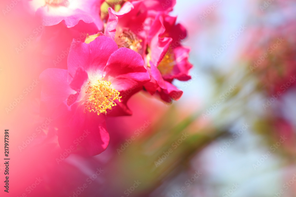 feature of pink rosebush