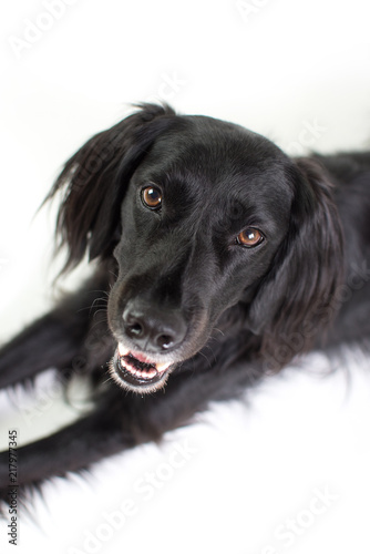 Black Lab Mix isolated on white background with fuzzy ears looking at camera