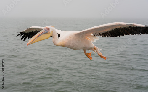 Great White Pelicans in flight