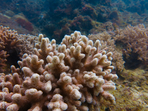 Soft coral that found within coral reef area at Tioman island, Malaysia