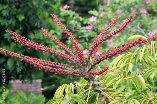 Schefflera actinophylla tree flowering in Hawaii photo