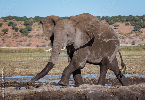 Male elephant walks along a river bank